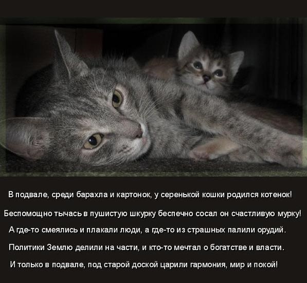кошка.jpeg