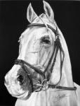 sunhorse
