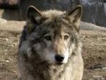 RotWolf